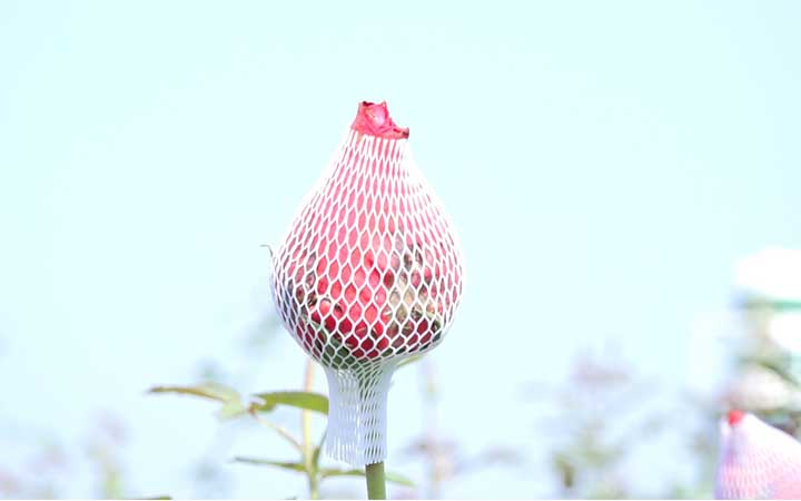 ভালবাসা ও বসন্ত দিবসে বাজার ধরতে গোলাপে ক্যাপ; মূল্য হ্রাসে হতাশ কৃষক